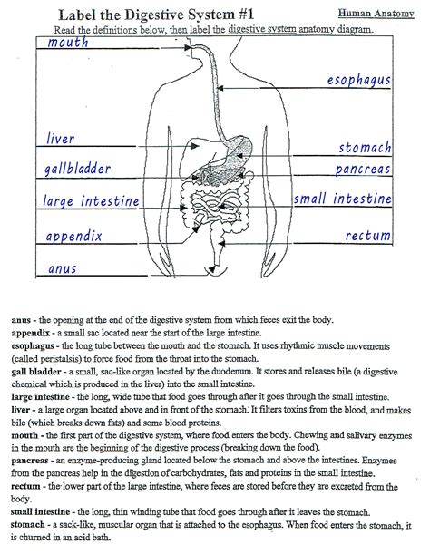 digestive system worksheet answer key